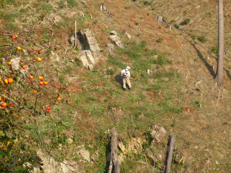 しゃくなげを植える画像